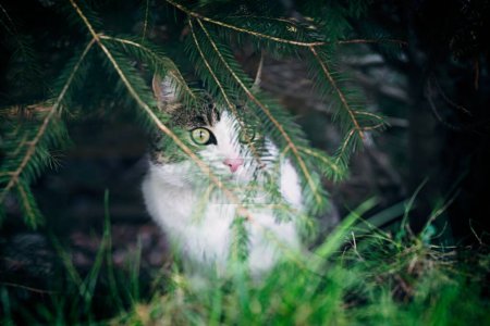 Cute cat hiding in a green bush and looking away.