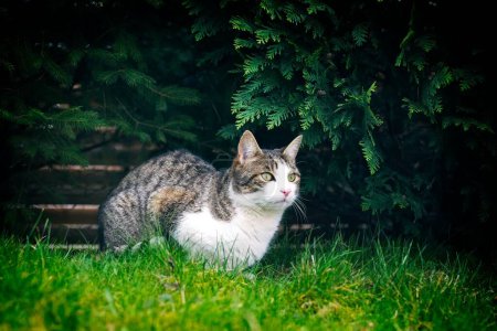 Cute cat sitting in a green bush and looking away.