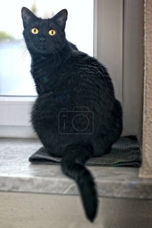 Téléchargez les photos : Jolis yeux jaunes Chat noir assis sur le rebord de la fenêtre et regardant la caméra. Image verticale. - en image libre de droit
