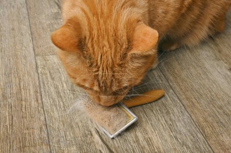 Lindo gato rojo mirando curioso a una mascota cepillo de aseo con pelo animal.
