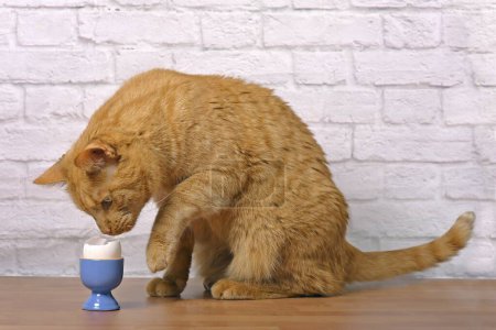 Lustige rote Katze schaut neugierig auf ein gekochtes Ei in einem blauen Eierbecher auf dem Tisch.