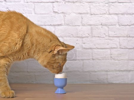 Niedliche rote Katze schnüffelt auf einem gekochten Ei in einem blauen Eierbecher auf dem Tisch.