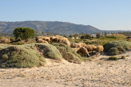 Téléchargez les photos : Un troupeau de moutons broutant sur une herbe d'été. Île de Kos, Grèce - en image libre de droit