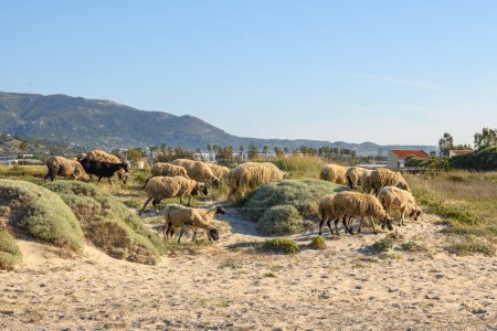 Téléchargez les photos : Un troupeau de moutons broutant sur une herbe d'été. Île de Kos, Grèce - en image libre de droit