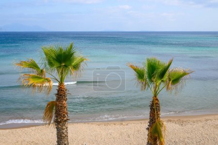 Palmen wachsen am Paradise Beach, dem berühmtesten Strand der Insel Kos. Griechenland