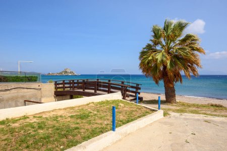 Palmier poussant sur la plage de Kefalos. Île de Kos, Grèce