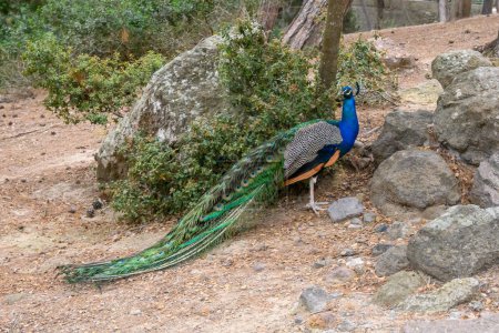 Peacock in Plaka Forest, located in the Plaka Region of Kos Island. Greece