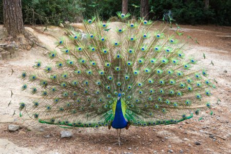 Peacock spreading its beautiful colorful tail. Plaka Forest, located in the Plaka Region of Kos Island. Greece