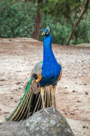 Peacock in Plaka Forest, located in the Plaka Region of Kos Island. Greece