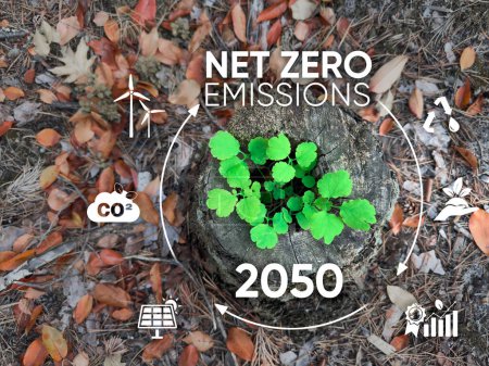 Téléchargez les photos : Concept zéro émission nette et neutre en carbone. Icônes zéro net dans la forêt verte avec la lumière du soleil. Objectif zéro émission nette de gaz à effet de serre. Stratégie 2050 à long terme neutre pour le climat sur fond vert - en image libre de droit