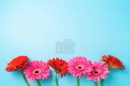 Photo for Pink and red gerbera daisy flowers on blue bacjground. Top view, flat lay - Royalty Free Image