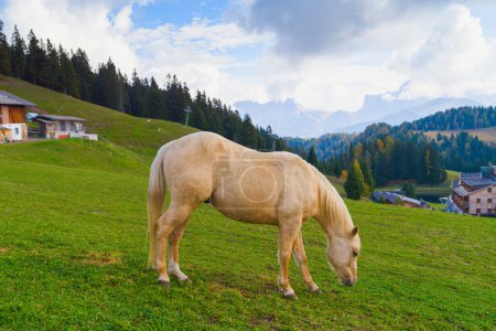 Photo for White horse over Dolomites mountains beautiful landscape, South Tyrol, Italy, Europe - Royalty Free Image