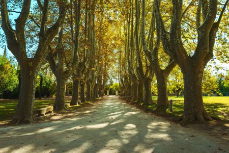 Téléchargez les photos : Gloden saison d'automne avec de beaux arbres ruelle. Parc arrière-plan naturel - en image libre de droit