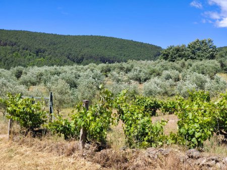 Vignoble dans le centre de l'Espagne par une journée ensoleillée