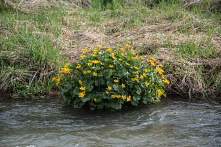 caltha palustris crece a orillas del río con flores amarillas en primavera