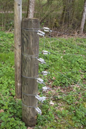 ceramic insulators at the wooden post of an electric fence