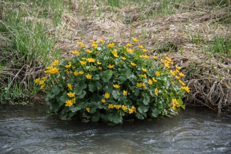 un arbusto de copas de rey o caléndulas de pantano que crecen a orillas del río con flores amarillas
