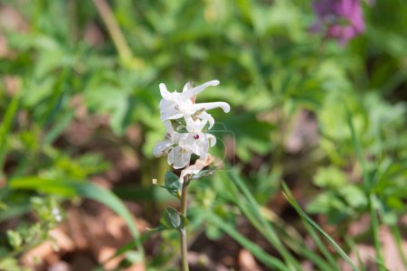 a flowering hollowroot or corydalis cava with white blossoms