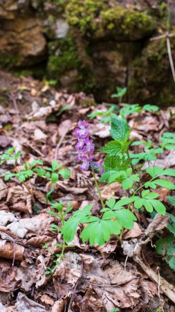 a flowering plant of corydalis cava or hollowroot with purple inflorescence