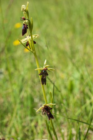 ophrys insectifera or fly orchid in swabian alb in Germany