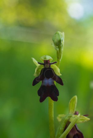 close-up of the blossom of ophrys insectifera or fly orchid