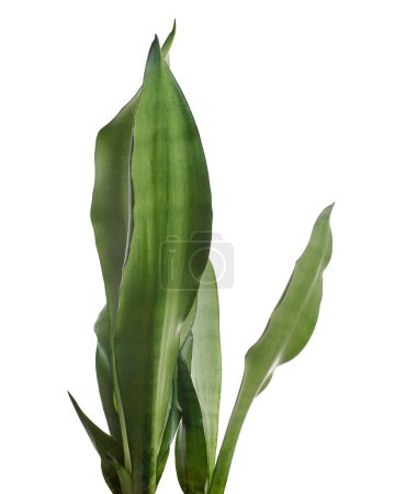 Photo for Sansevieria Moonshine leaves, Moonshine Snake Plant, isolated on white background with clipping path - Royalty Free Image