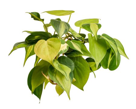 Philodendron Brasil leaves, Philodendron hederaceum plant, isolated on white background, with clipping path                              