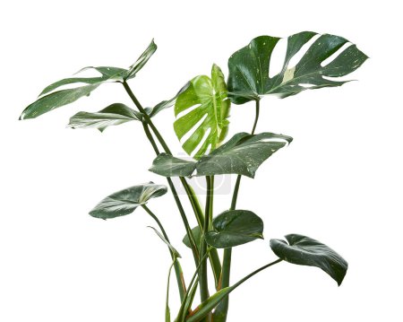 Variegated Monstera plant, Monstera Thai Constellation leaves, isolated on white background, with clipping path                       