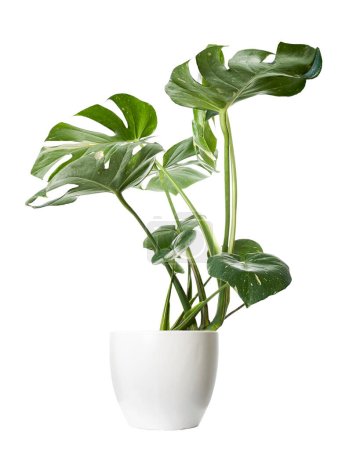 Variegated Monstera plant in white pot, Monstera Thai Constellation, isolated on white background, with clipping path