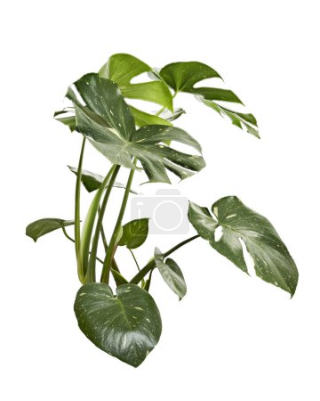 Plante Monstera panachée, feuilles Monstera Thai Constellation, isolées sur fond blanc, avec chemin de coupe                       