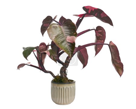 Philodendron Pink Princess Pflanze, Philodendron Erubescens Blätter, isoliert auf weißem Hintergrund, mit Schnittpfad 