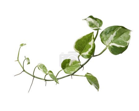 Téléchargez les photos : Manjula pothos plant, Epipremnum aureum feuilles, Feuilles en forme de coeur isolées sur fond blanc, avec chemin de coupe - en image libre de droit