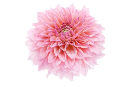 Dahlia flower with leaves, Pink dahlia flower isolated on white background, with clipping path