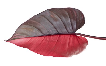 Philodendron Pink Princess plant, Philodendron Erubescens leaves, isolated on white background, with clipping path 