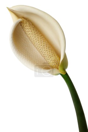 Photo for Monstera Deliciosa flower, Flower of Swiss Cheese Plant, isolated on white background, with clipping path - Royalty Free Image