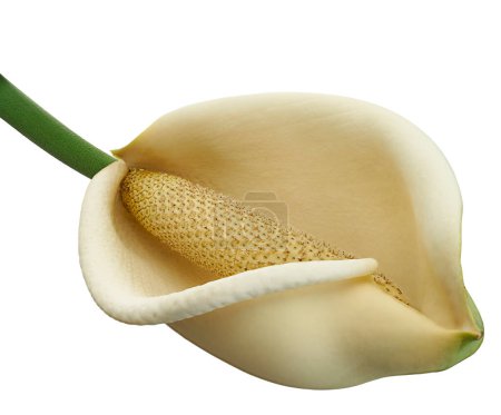 Téléchargez les photos : Fleur de Monstera Deliciosa, Fleur de Fromagerie Suisse, isolée sur fond blanc, avec chemin de coupe - en image libre de droit