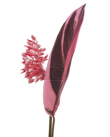 Téléchargez les photos : Stromanthe triostar flower with leaf, Tropical flowers isolated on white background, with clipping path - en image libre de droit