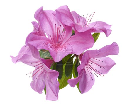 Photo for Azaleas flowers with leaves, Pink flowers isolated on white background with clipping path - Royalty Free Image