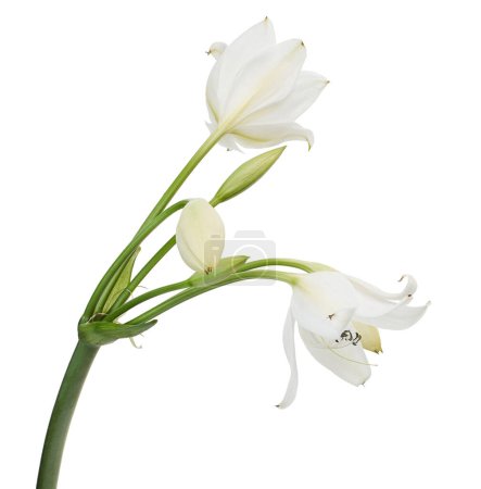 Crinum moorei flowers, Natal Lily, White Lily isolated on white background                              