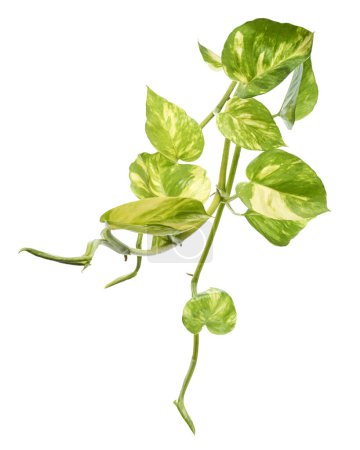 Manjula pothos plant, Epipremnum aureum feuilles, Feuilles en forme de coeur isolées sur fond blanc, avec chemin de coupe                         
