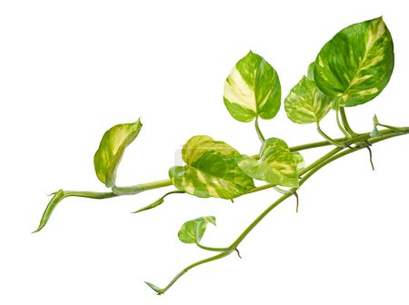 Manjula pothos plant, Epipremnum aureum feuilles, Feuilles en forme de coeur isolées sur fond blanc, avec chemin de coupe                         