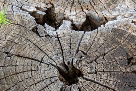 Foto de Cracked face in the wood surface of a old weathered and cut tree trunk - Imagen libre de derechos