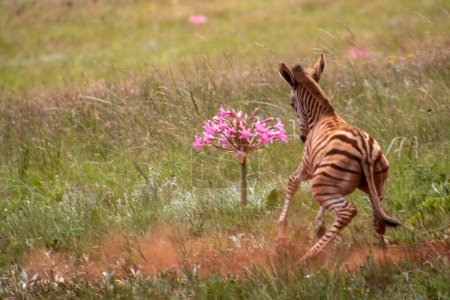 Photo for Tiny zebra foal and a pink African lily in a green field - Royalty Free Image