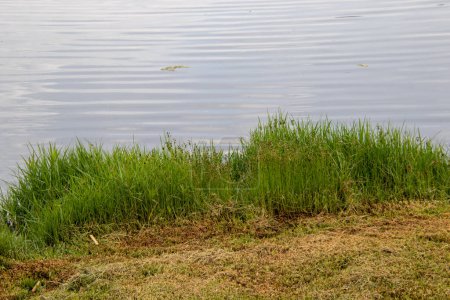 Photo for Green grass grows at the edge of a dam - Royalty Free Image