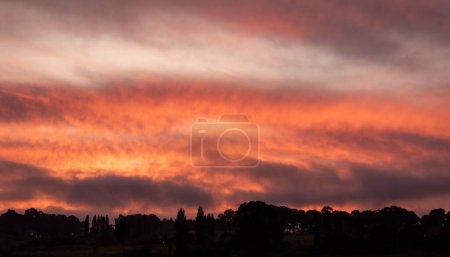 Photo for Dawn in orange splendour over a row of silhouetted trees - Royalty Free Image