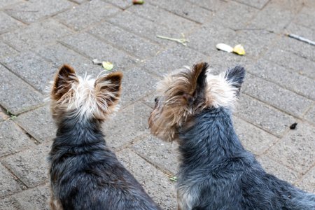 Téléchargez les photos : Deux petits chiens regardant dans une direction vers l'avant photographiés de derrière - en image libre de droit