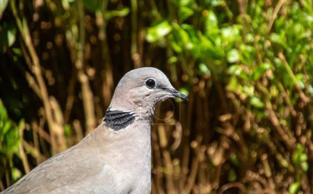 Retrato de una paloma de cuello anular en un jardín urbano en Sudáfrica