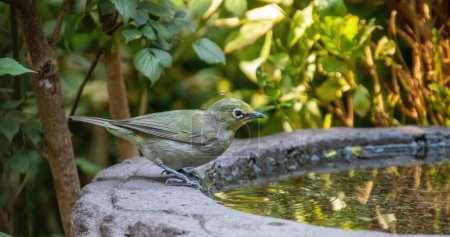 A Cape white-eye drinks water from a birdbath in an urban garden in South Africa