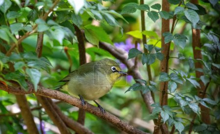 South African garden birds - Cape white-eye