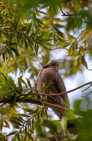 A red-eyed dove collects nesting material in an urban garden in South Africa